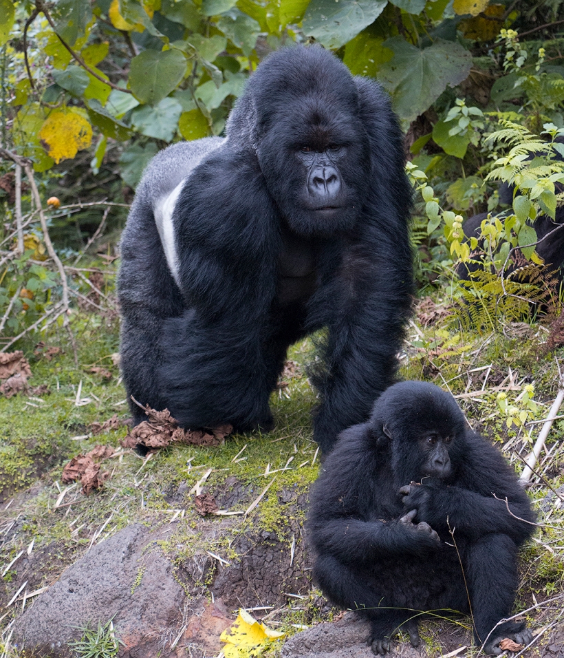 Горные гориллы. Национальный парк Вулканов, Руанда