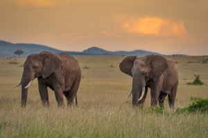 Слоны в Масаи Мара