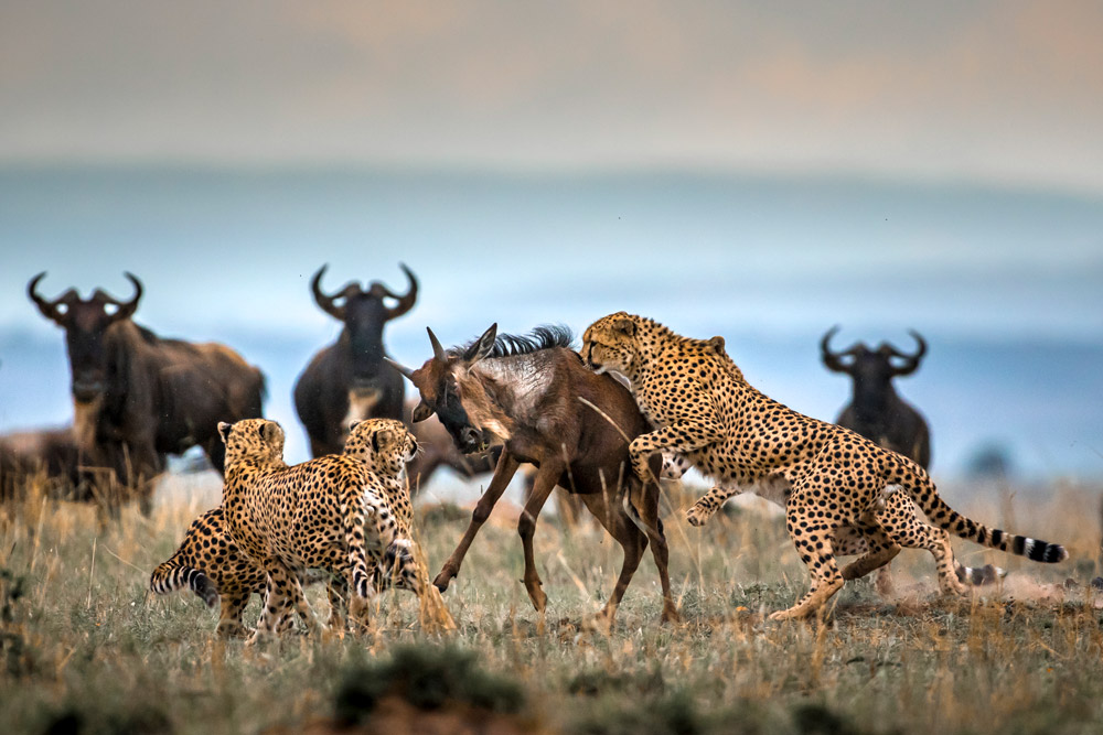 Paolo-Torchio-Cheetah-hunting-wildebeest