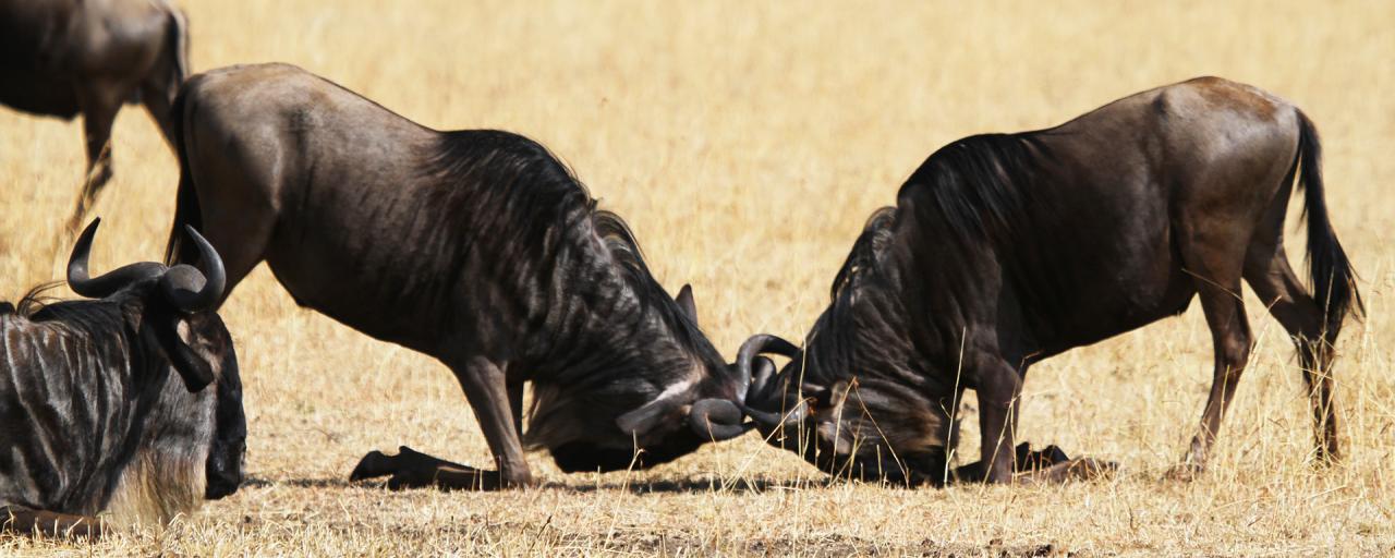 serengeti-tanzania-safariadv-exploring-africa-gnu-wildebeest-fighting-rut-mating-season