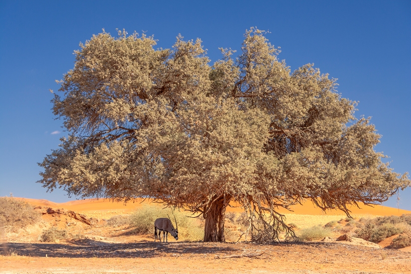 Одинокий орикс (сернобык) в пустыне Намиб, Соссусфлей