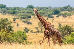 Жираф в национальном парке Акагера, Руанда