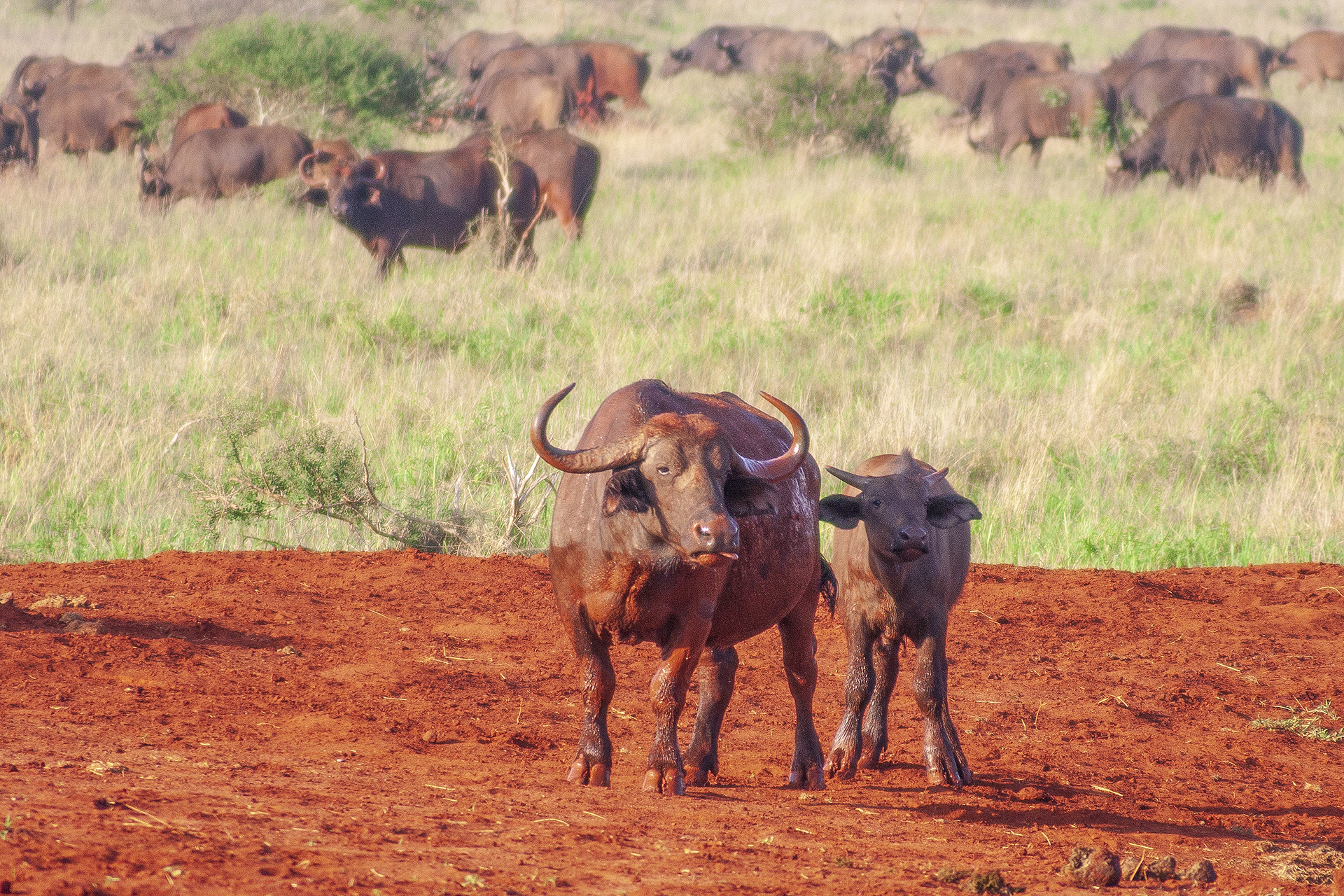 Африканские буйволы в национальном парке Тсаво. Кения