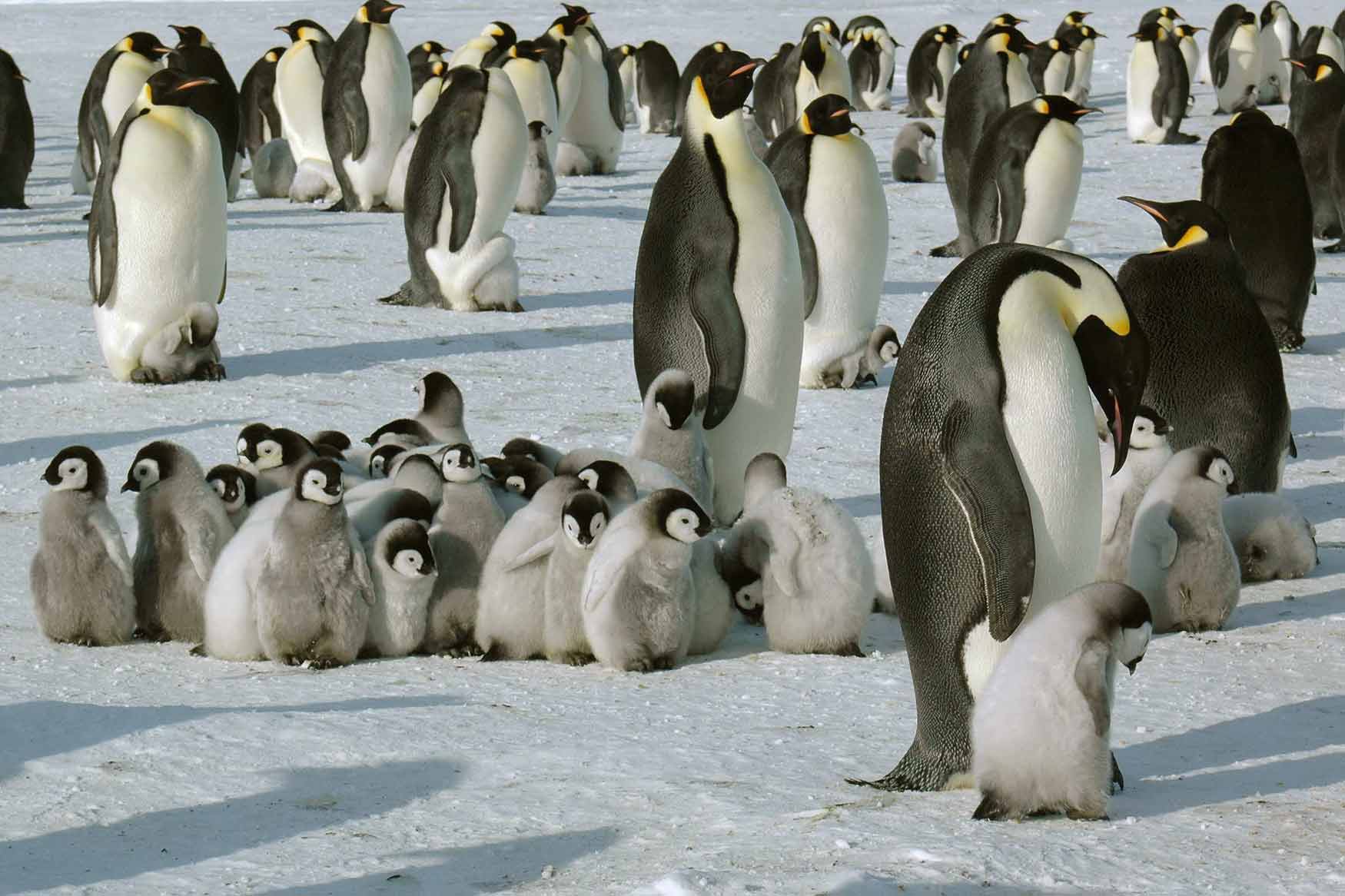 Где есть пингвины. Императорский Пингвин в Антарктиде. Пингвиний детский сад в Антарктиде. Антарктида пингвины детский сад. Королевский Пингвин в Антарктиде.