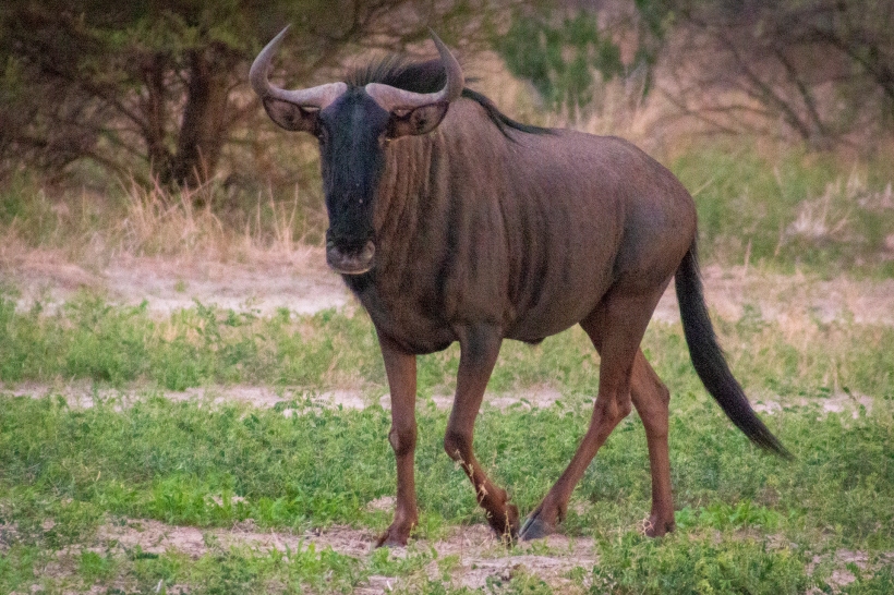 Антилопа гну в заповеднике Haina Kalahari. Ботсвана