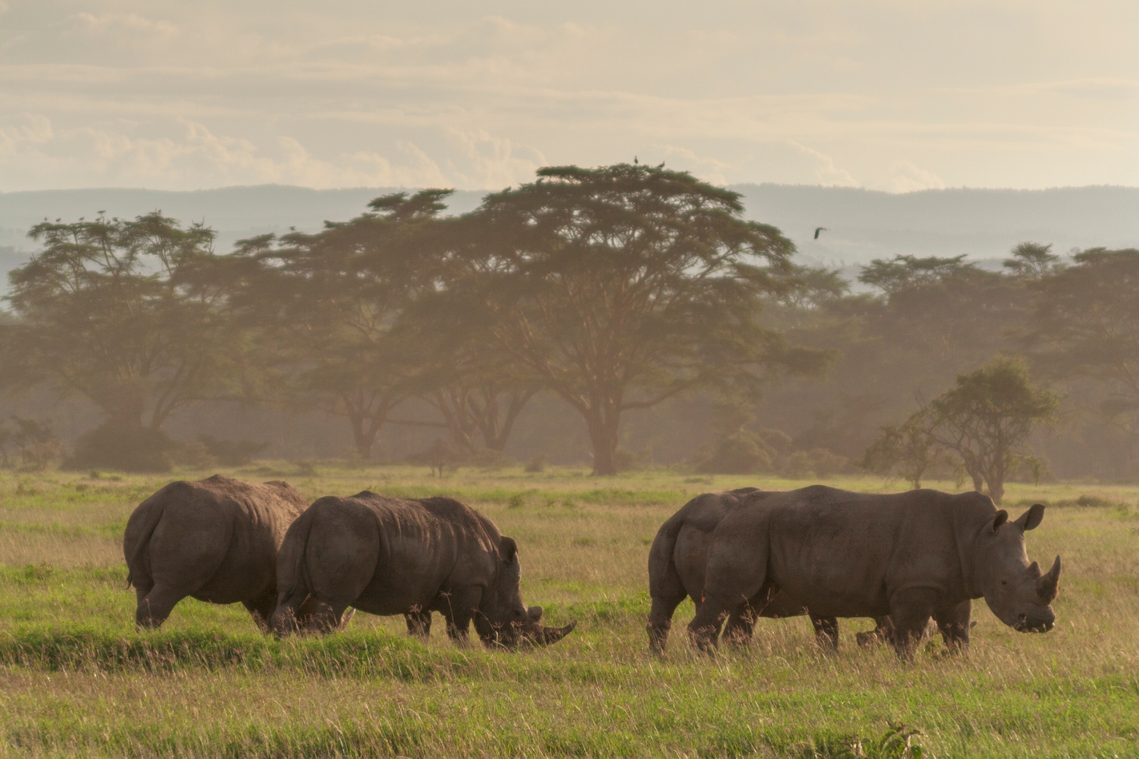 Пятерка африки. Накуру Кения национальный парк. Озеро Накуру носороги Кения. Национальный парк озеро Накуру. Большая пятерка Африки Кения.