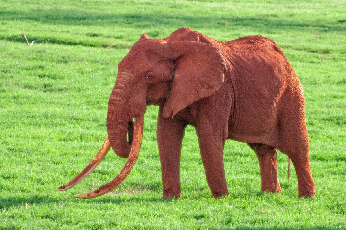 Сколько слонов в мире. Бивни африканского слона. Африканский слон с большими бивнями. Самый большой Африканский слон. Слон гигантский бивни.