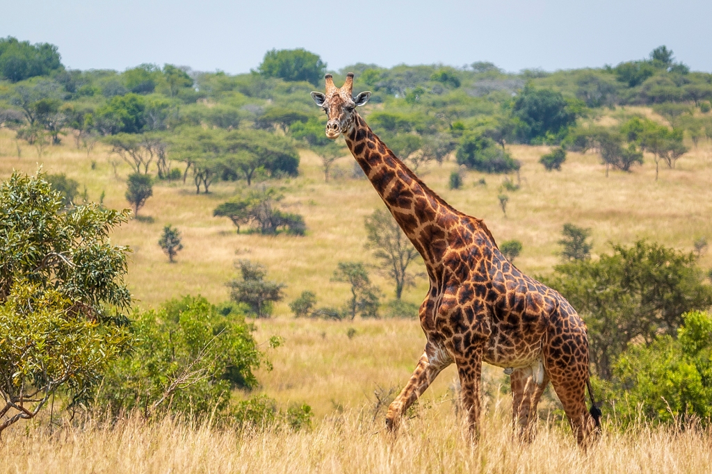 Жираф в национальном парке Акагера, Руанда