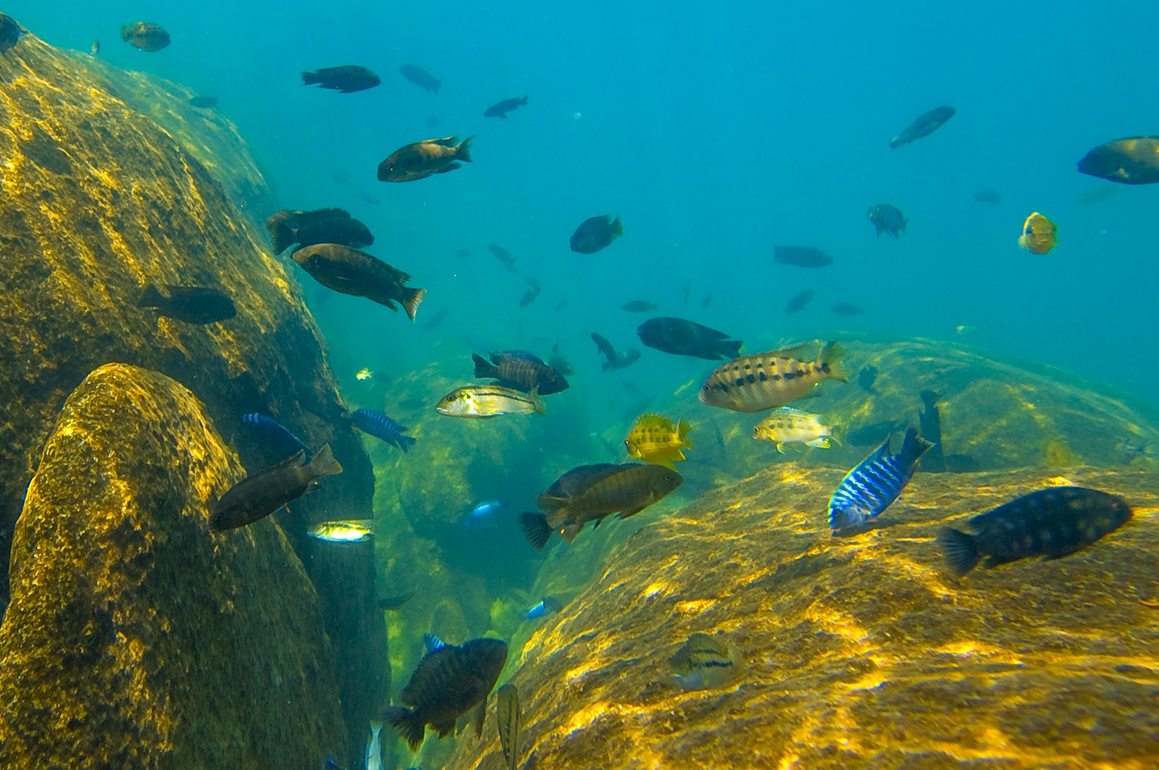 Подводный мир озера Малави. © Robin Pope Safaris